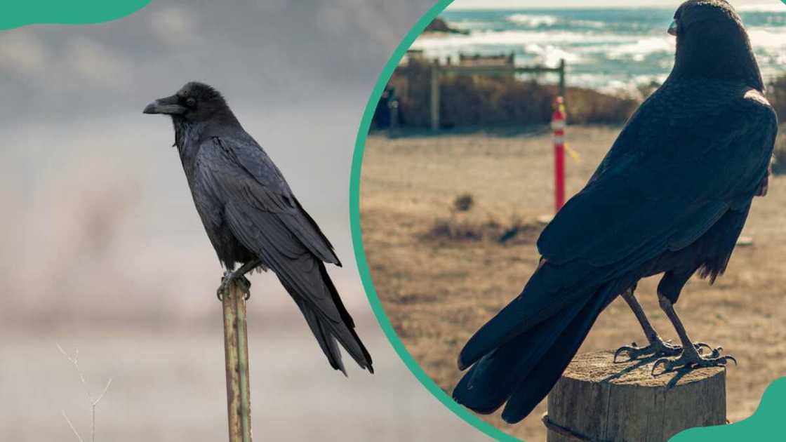 A black raven (L). An American crow perching on brown-wooden post (R)