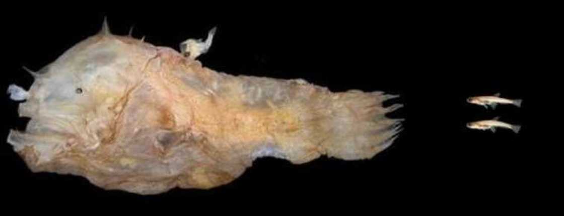 Les Poissons les plus moches du monde : attention les yeux Les Poissons les plus moches du monde : attention les yeux