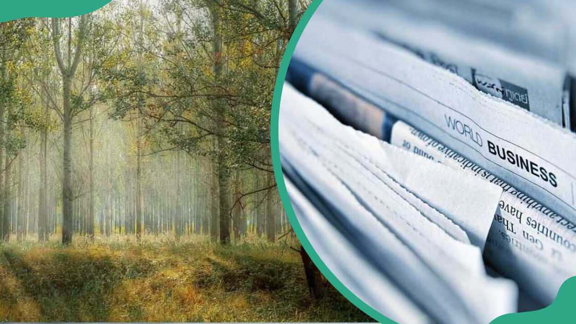 Trees in a forest and the printing paper made from trees
