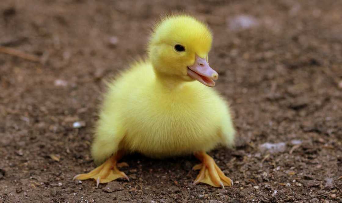 duck names duck names