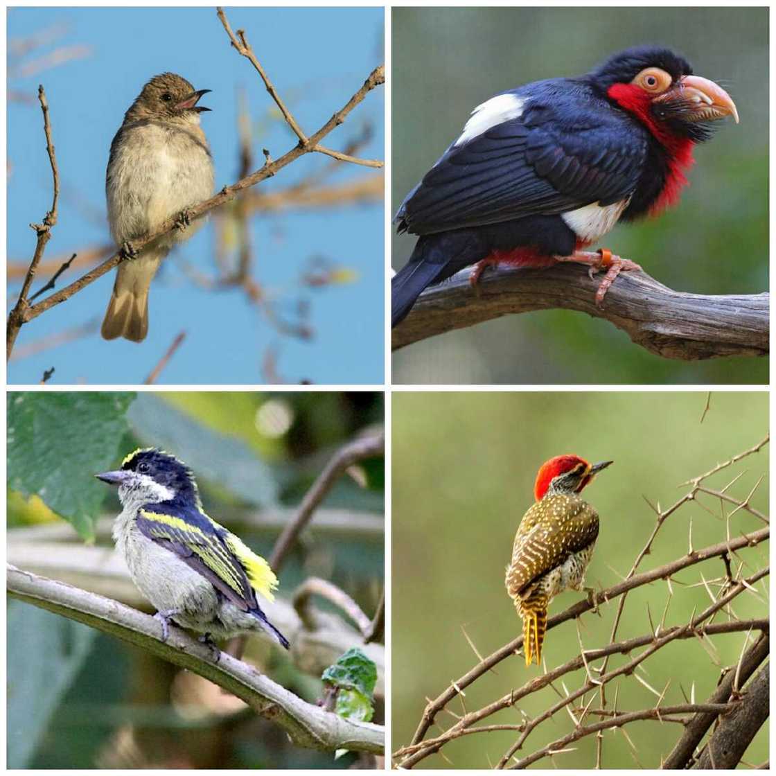 Piciformes types Piciformes types