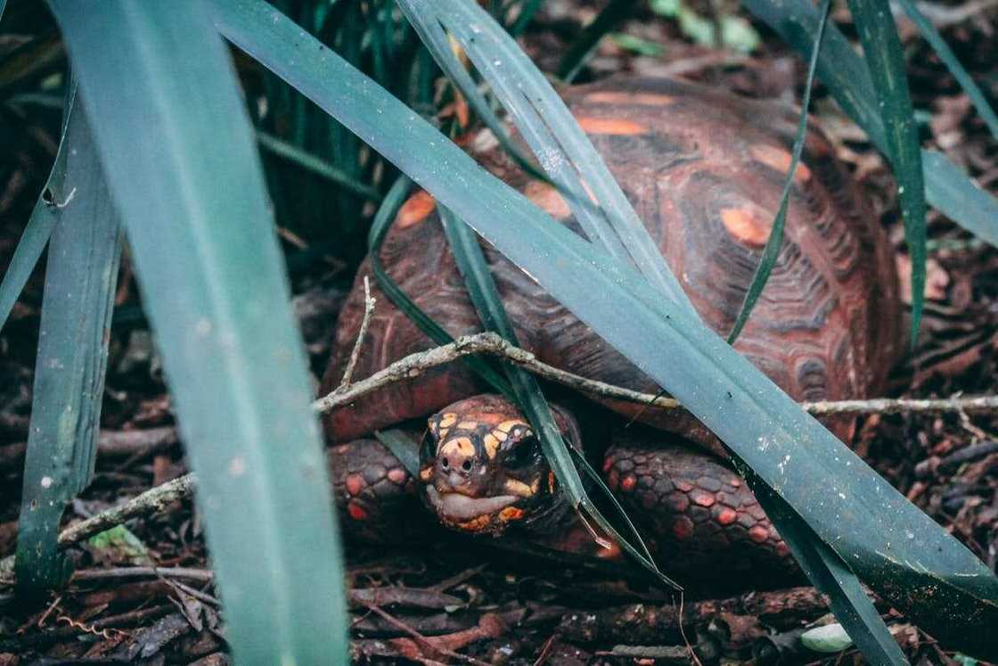What are some cute tortoise names? What are some cute tortoise names?