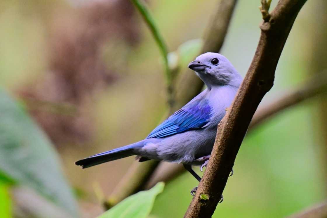 A blue-gray tanager (Thraupis episcopus) is pictured in a private reserve in Mindo, Ecuador on August 16, 2024 A blue-gray tanager (Thraupis episcopus) is pictured in a private reserve in Mindo, Ecuador on August 16, 2024