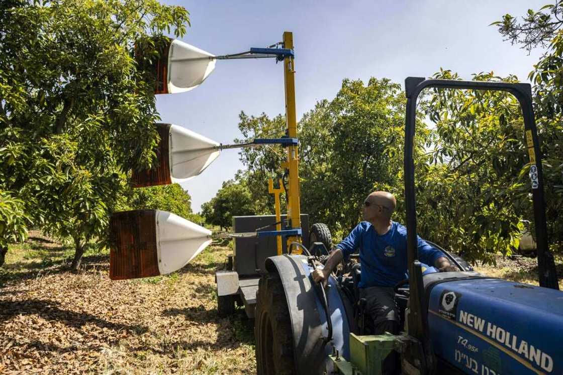 A farmer drives a tractor pulling a pollination device at an avocado orchard at the Eyal kibbutz