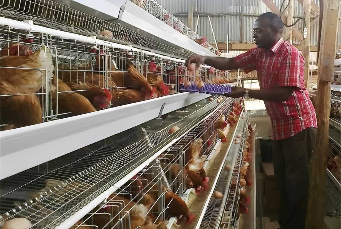 A chicken farmer collects eggs from multi-tiered cages placing them into a purple egg tray A chicken farmer collects eggs from multi-tiered cages placing them into a purple egg tray