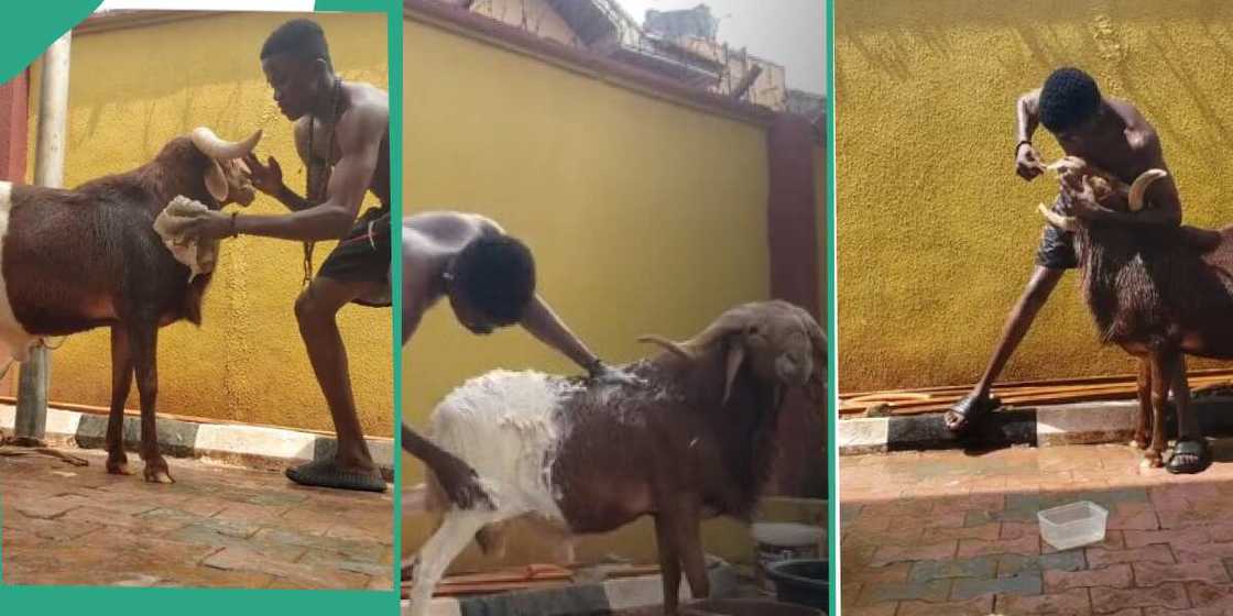 Man, goat, bathing, brushing Man, goat, bathing, brushing