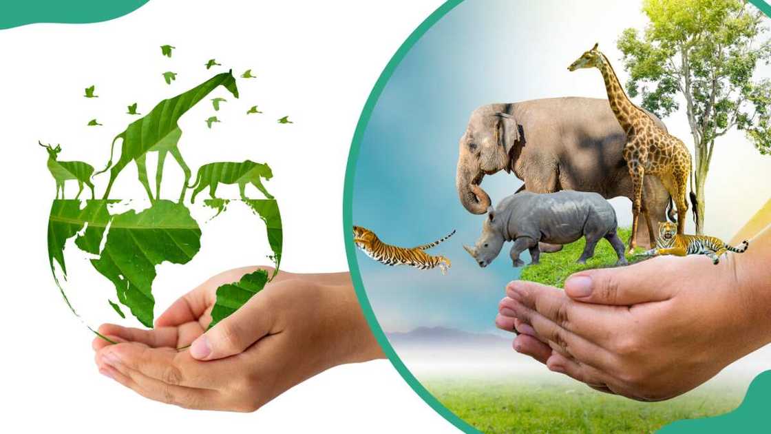 Wildlife silhouette (L) and Earth wildlife conservation concept (R)