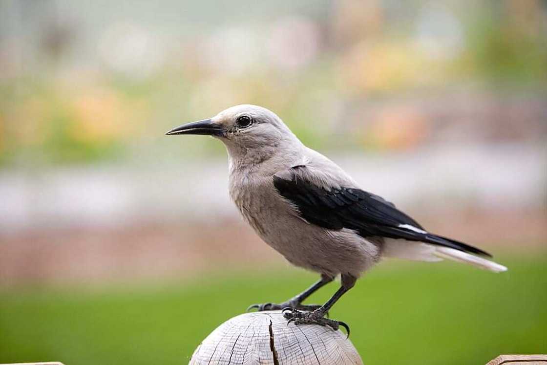 smartest birds smartest birds