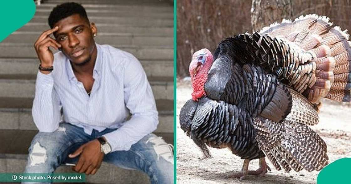 Turkey goes missing at estate Turkey goes missing at estate