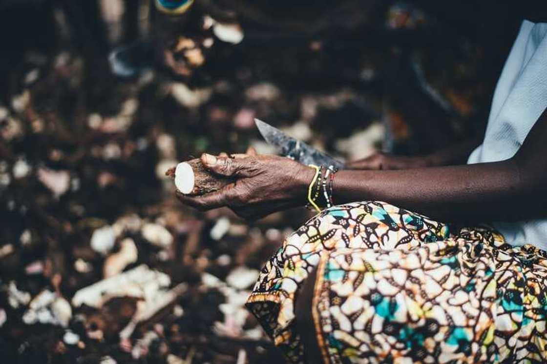 Cassava flour production and uses in Nigeria Cassava flour production and uses in Nigeria