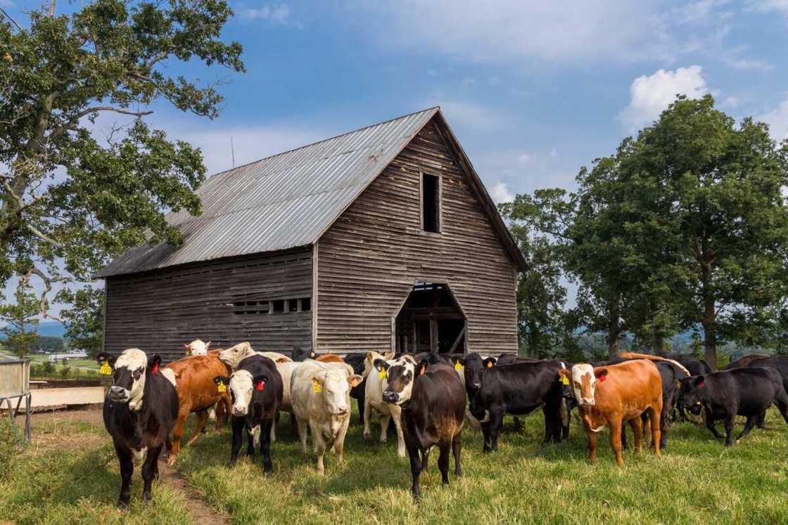 effect of pastoral farming