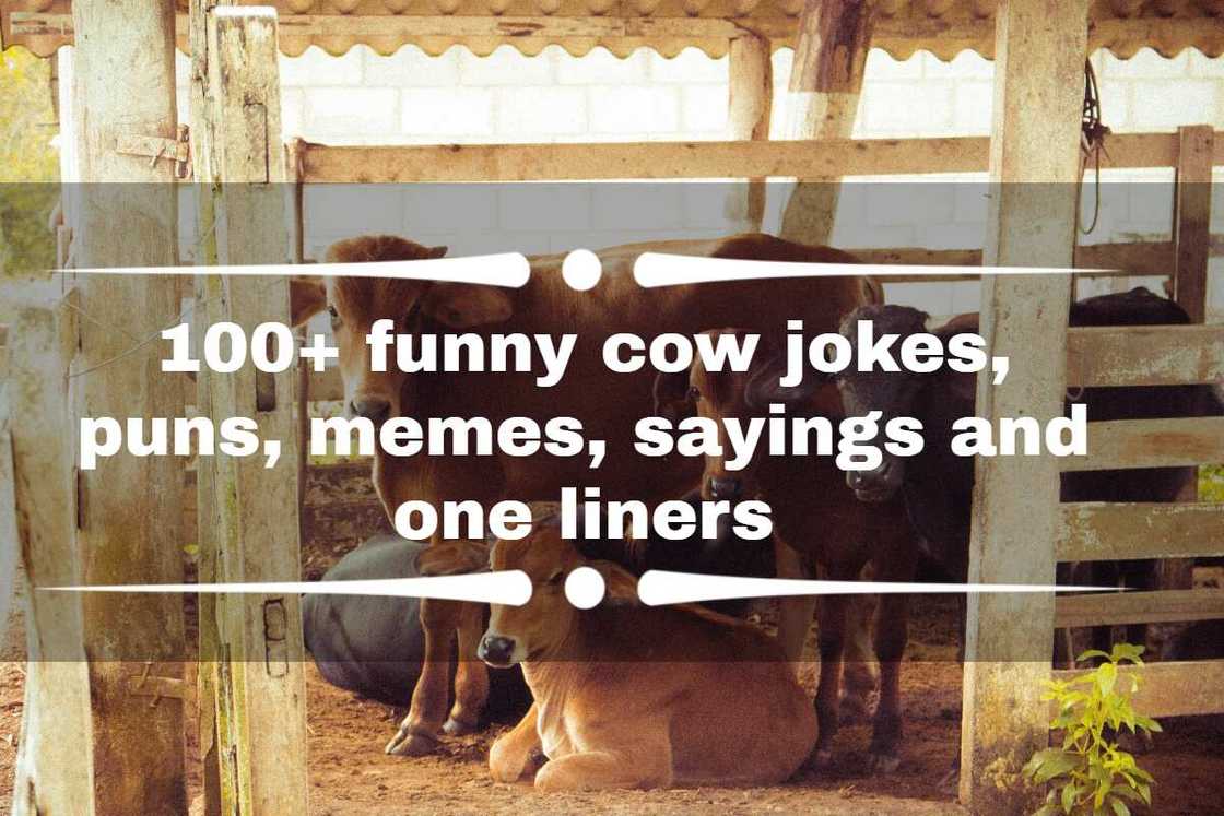 cow jokes