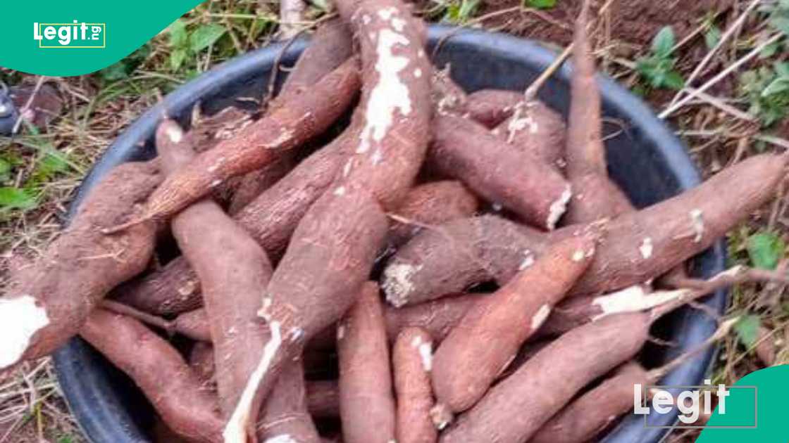 Good cassava cultivation in Iwoye, Ogun State Nigeria Good cassava cultivation in Iwoye, Ogun State Nigeria