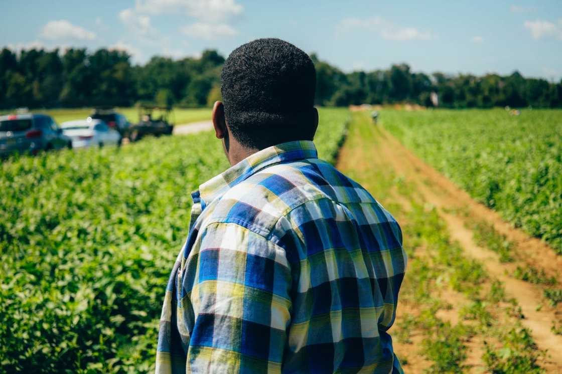 Man standing in a green crop field, viewed from behind.