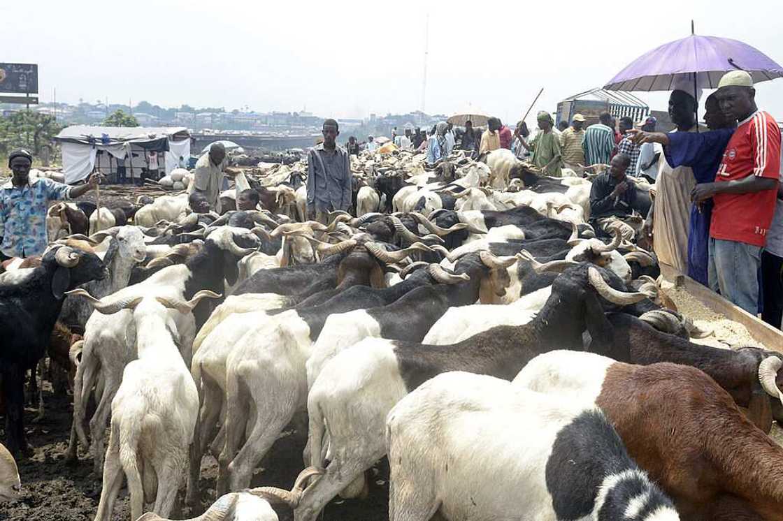 Beef Boycott Flops In Lagos, Ogun, Oyo, Others states of Nigeria Beef Boycott Flops In Lagos, Ogun, Oyo, Others states of Nigeria
