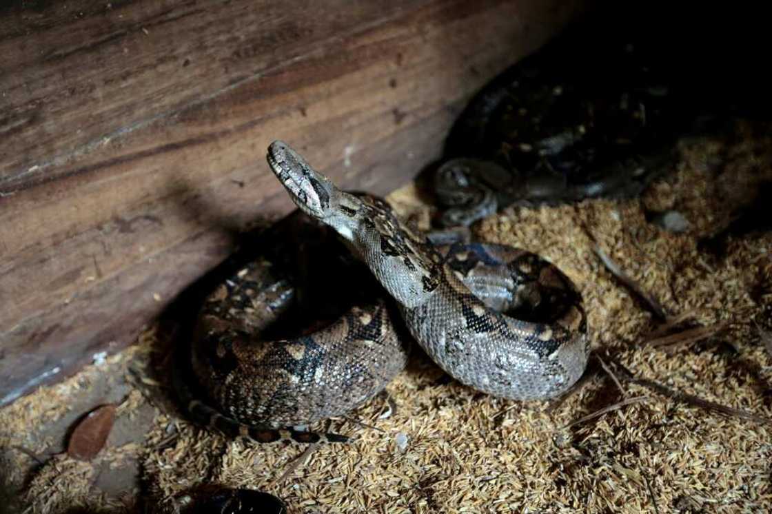 Boa constrictors do not get fed immediately before the long journey Boa constrictors do not get fed immediately before the long journey