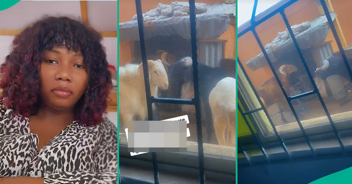 A Nigerian lady complains of health issues after her landlord kept Sallah rams behind her window. A Nigerian lady complains of health issues after her landlord kept Sallah rams behind her window.