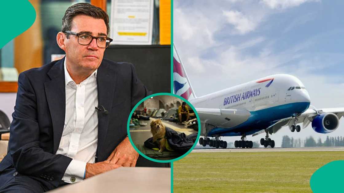 UK government shares requirements to bring pets into the country UK government shares requirements to bring pets into the country
