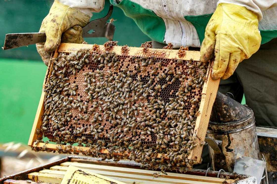 Healthy populations of bees and other insects provide an almost immeasurable ecosystem service by pollination Healthy populations of bees and other insects provide an almost immeasurable ecosystem service by pollination