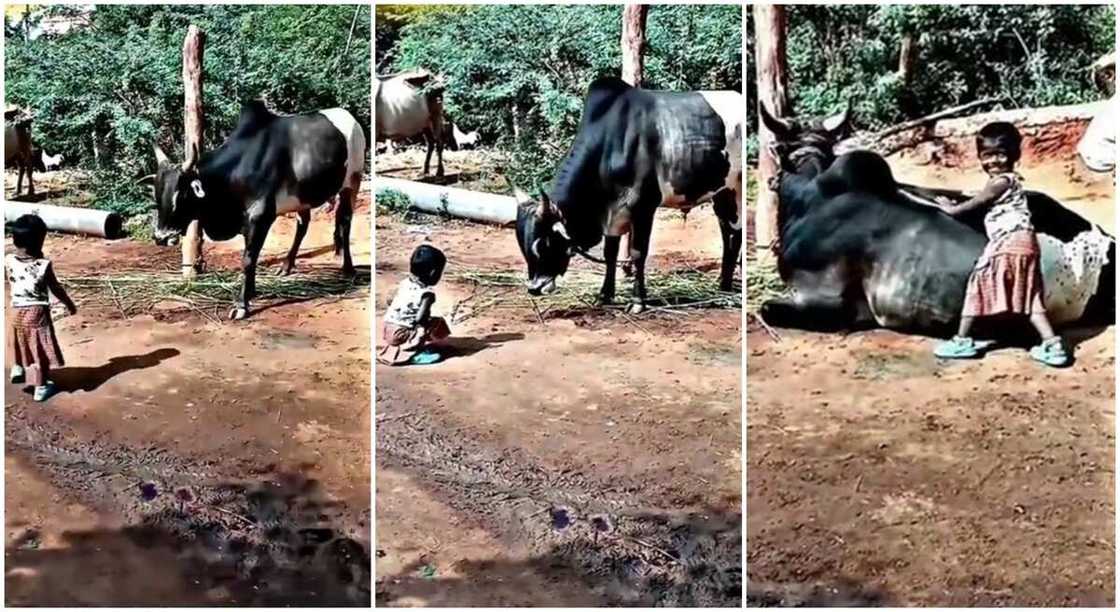 Photos of a girl playing with a cow. Photos of a girl playing with a cow.