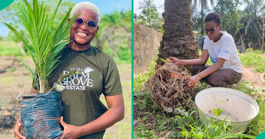 Jidechukwu Nwabueze is the CEO of Jeapetra Farms Ltd