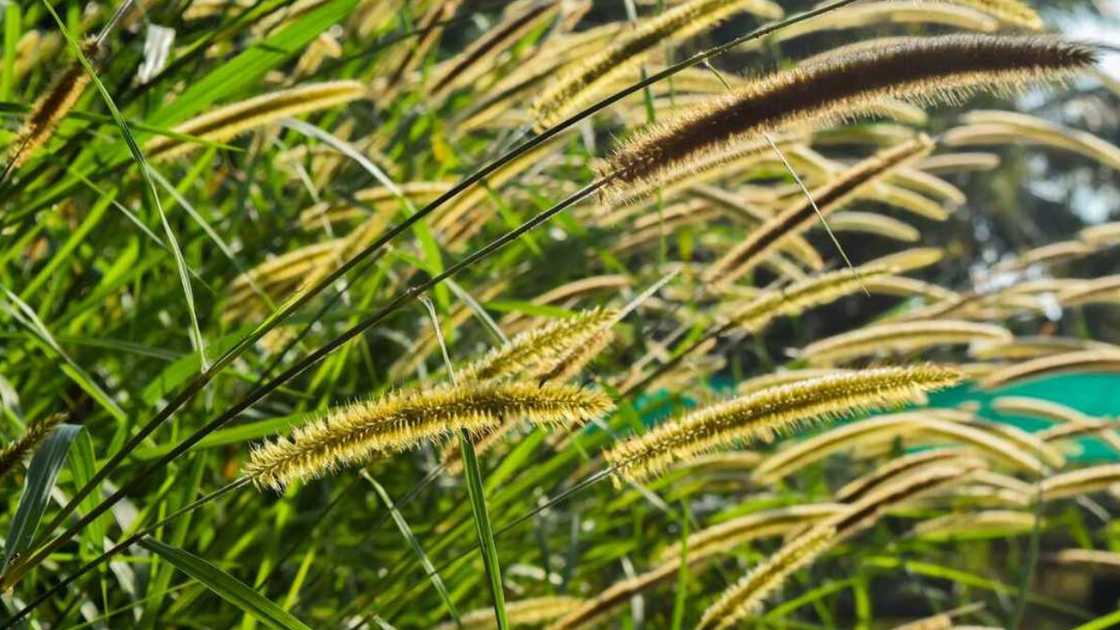 A picture of elephant grass shining in morning light rays
