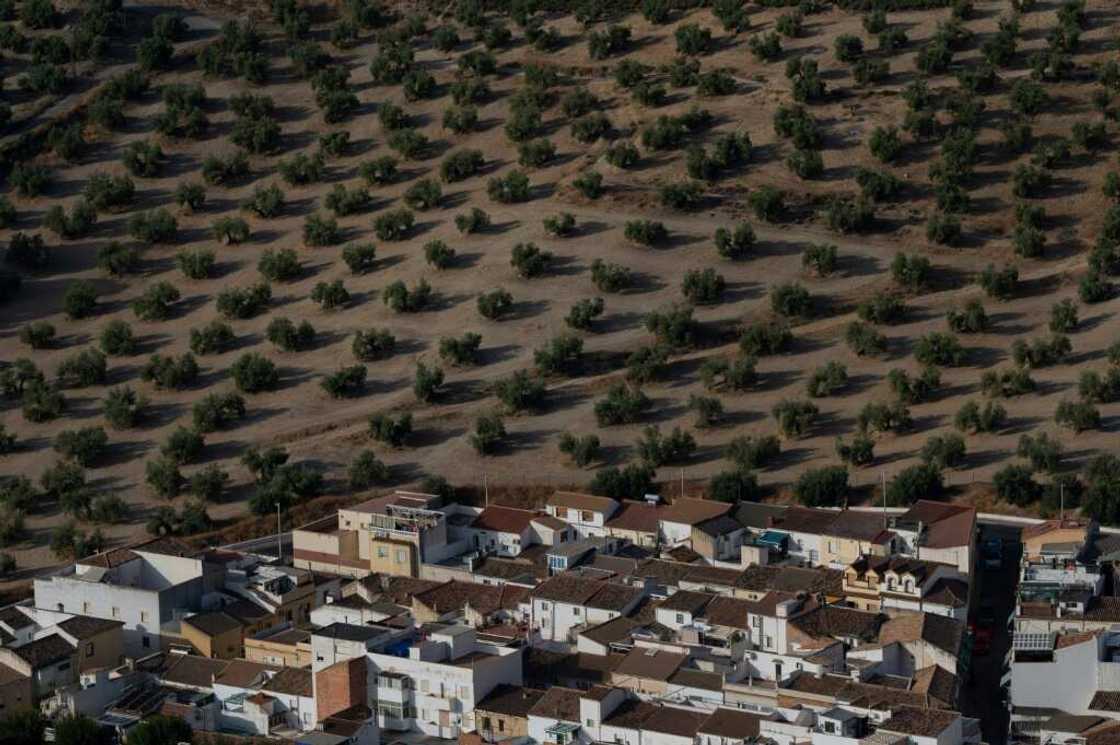 Olive trees cover many hillsides in southern Spain but a severe drought threatens to shrivel this year's harvest Olive trees cover many hillsides in southern Spain but a severe drought threatens to shrivel this year's harvest