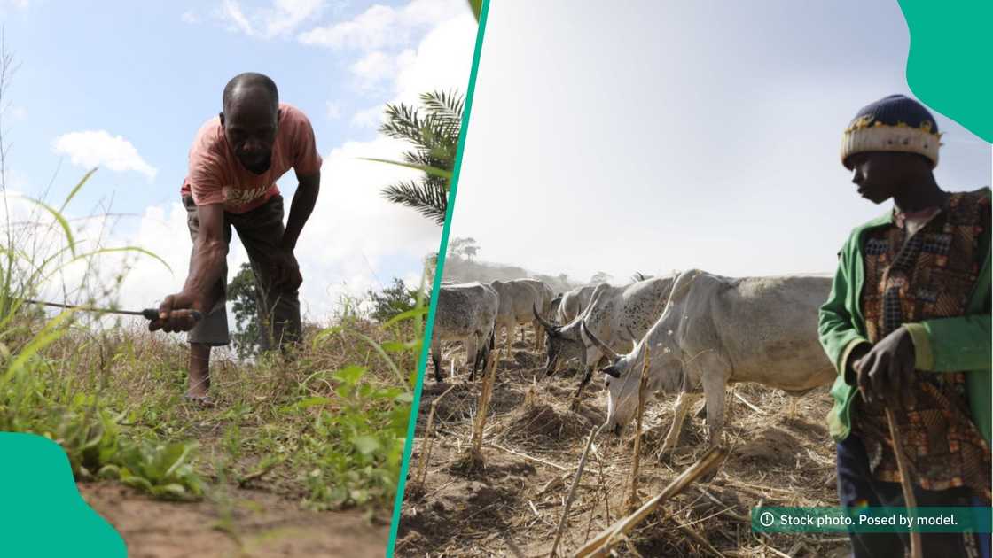 With killings from farmers and herders clashes on the rise, 11 states have launched new measures to tackle the conflict. With killings from farmers and herders clashes on the rise, 11 states have launched new measures to tackle the conflict.