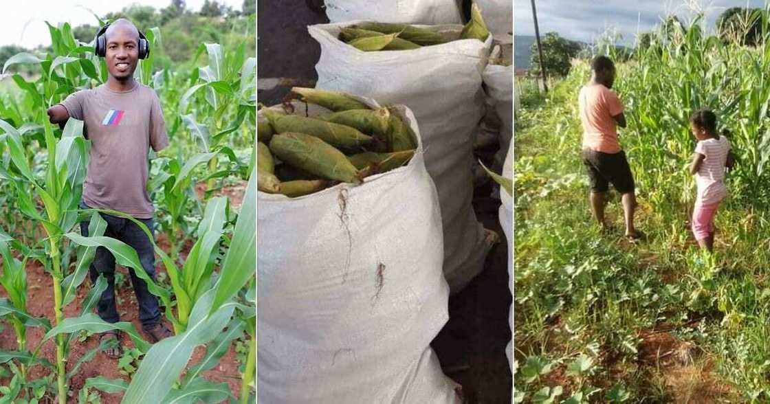 Sibusiso Mogale is a farmer without arms and was raised by a single mother. Image: Twitter Sibusiso Mogale is a farmer without arms and was raised by a single mother. Image: Twitter