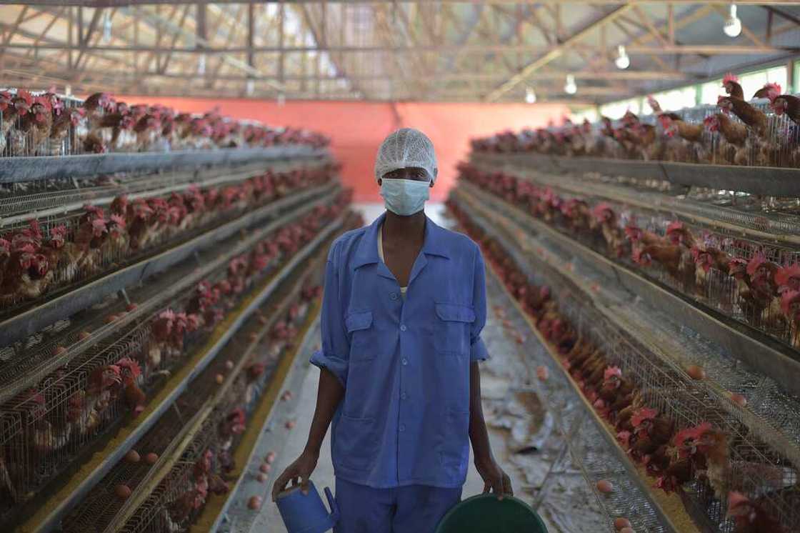 Poultry farm Poultry farm