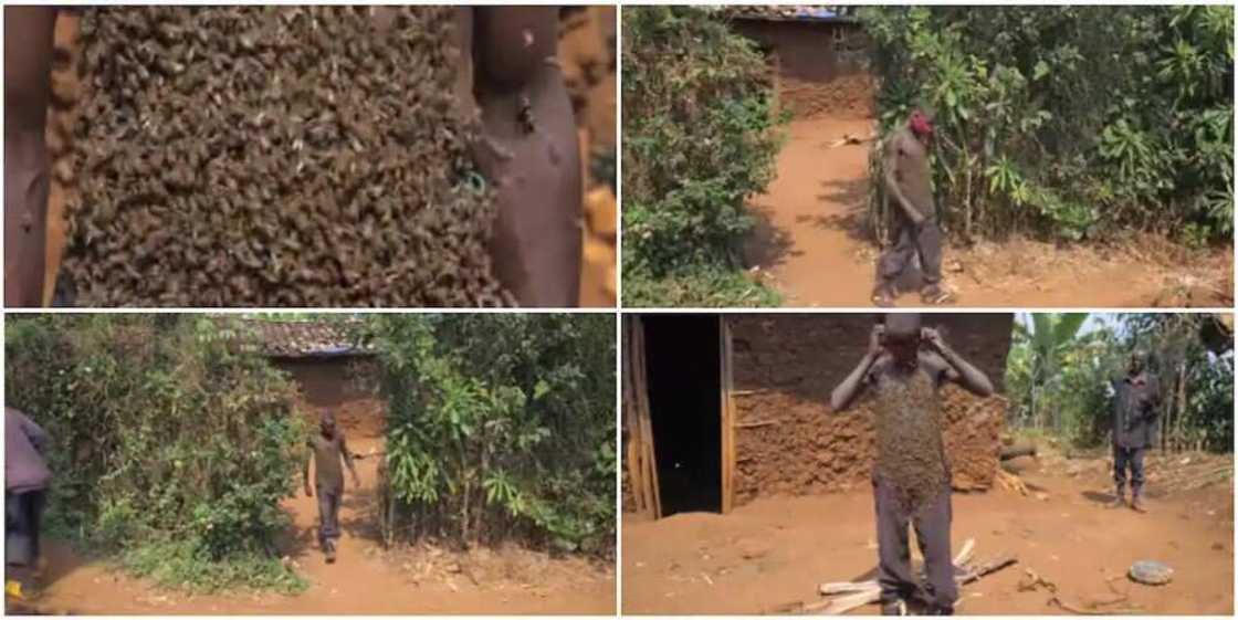 Bidiyon mutumin da ke yawo da dubban kudan zuma a jikinsa kuma yake samun kudi Bidiyon mutumin da ke yawo da dubban kudan zuma a jikinsa kuma yake samun kudi