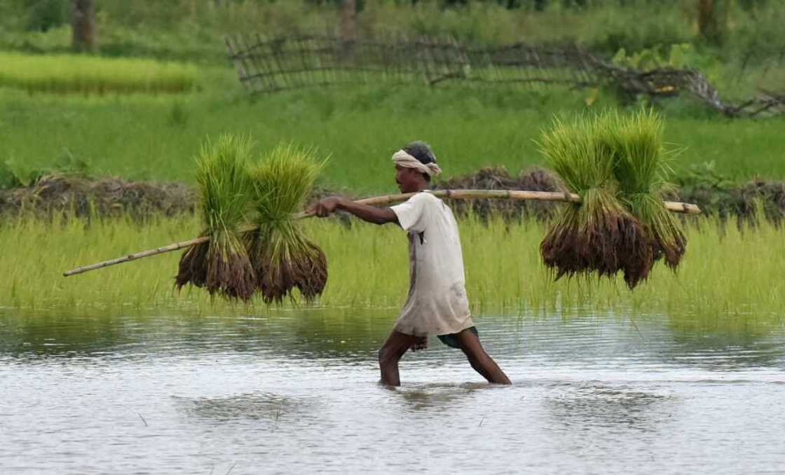 The decision by India comes as rice prices were already soaring owing to a range of issues including the pandemic, the Ukraine war and the El Nino weather phenomenon The decision by India comes as rice prices were already soaring owing to a range of issues including the pandemic, the Ukraine war and the El Nino weather phenomenon