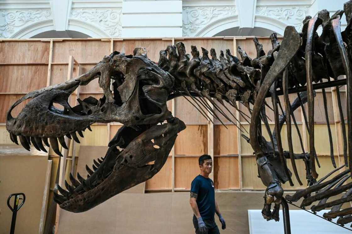 Shen, which stands 4.6 metres tall and 12 metres long, is thought to be male Shen, which stands 4.6 metres tall and 12 metres long, is thought to be male