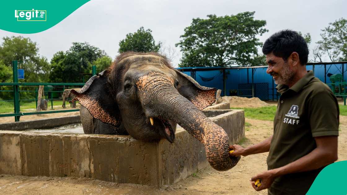 Elephant has injured a tourist in Indian