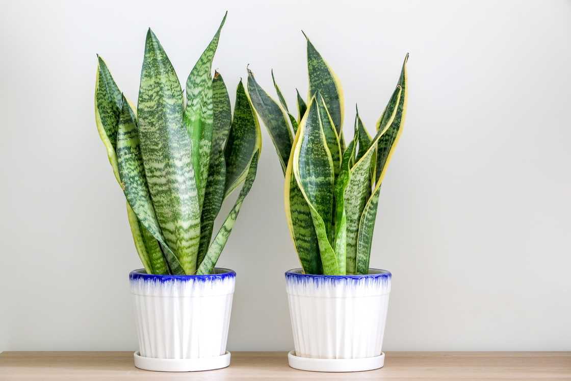 Two dracaena trifasciata snake plants (sansevieria trifasciata) decorating a wooden surface against wall Two dracaena trifasciata snake plants (sansevieria trifasciata) decorating a wooden surface against wall