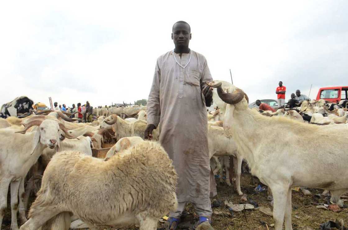 Afenifere, Gani Adams, Igboho, others campaign for boycott of beef in southwest