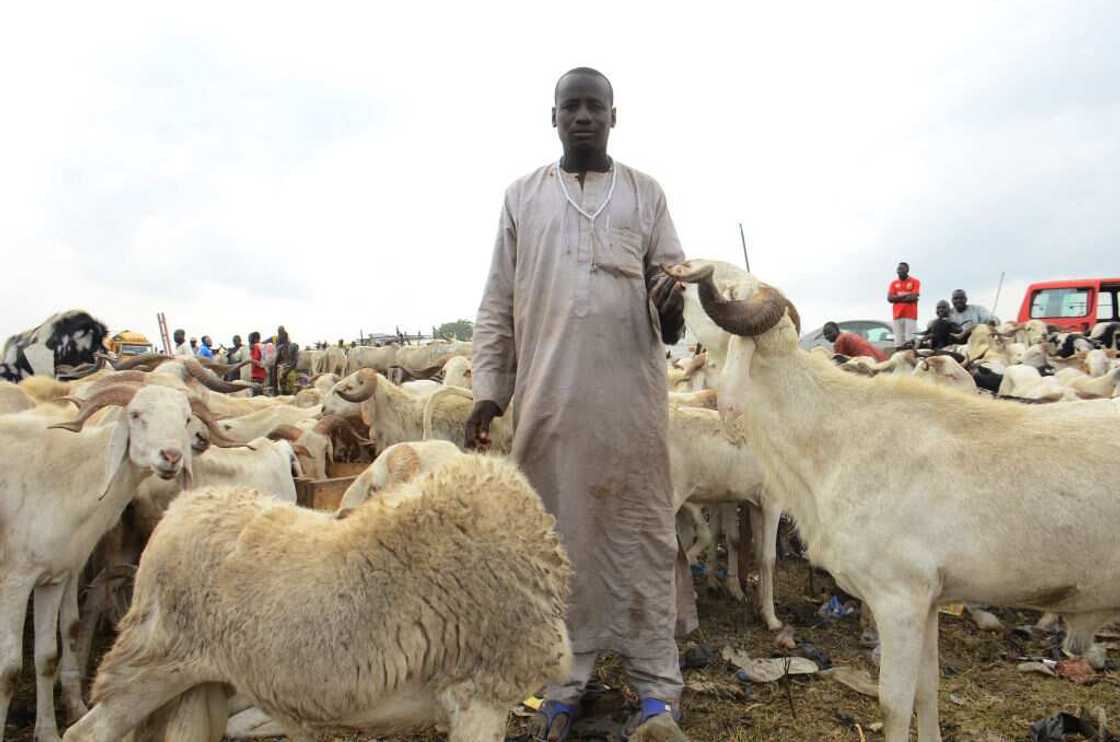 Afenifere, Gani Adams, Igboho, others campaign for boycott of beef in southwest Afenifere, Gani Adams, Igboho, others campaign for boycott of beef in southwest