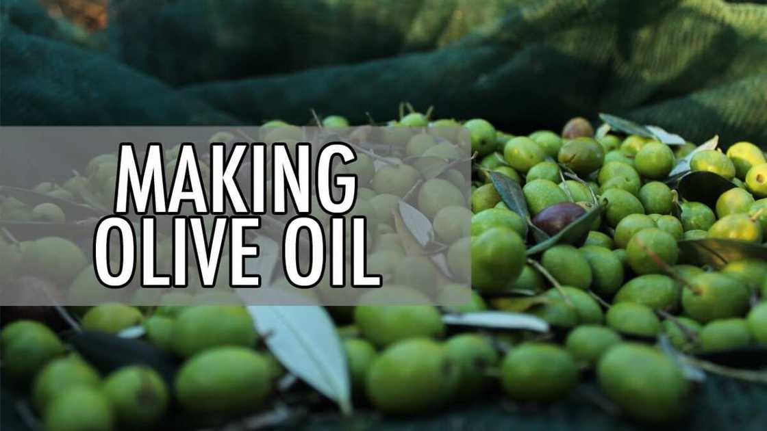 How to make olive oil How to make olive oil