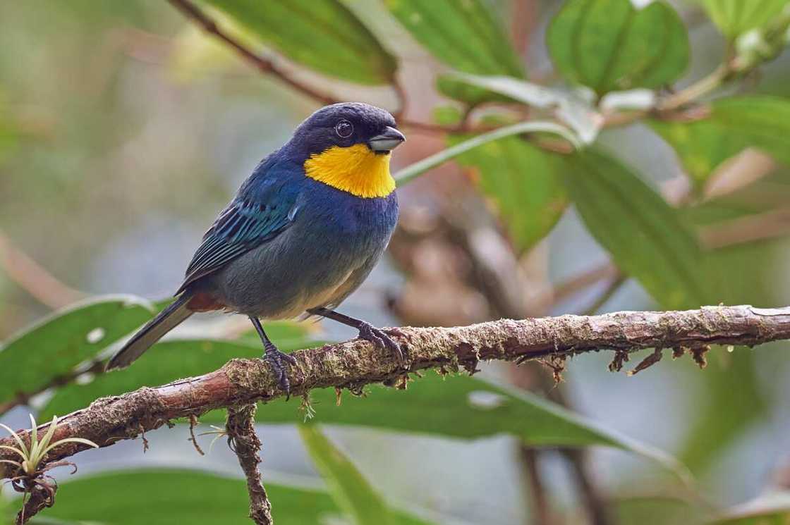 Purplish-mantled tanager perched on a tree branch