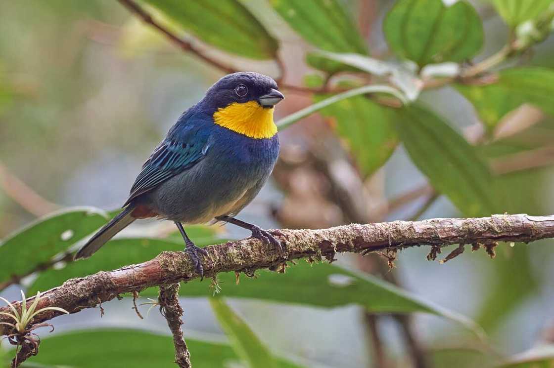 Purplish-mantled tanager perched on a tree branch Purplish-mantled tanager perched on a tree branch