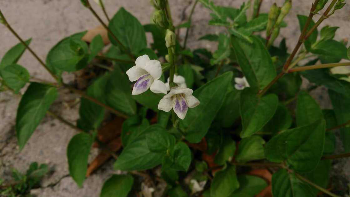 Asystasia gangetica Asystasia gangetica