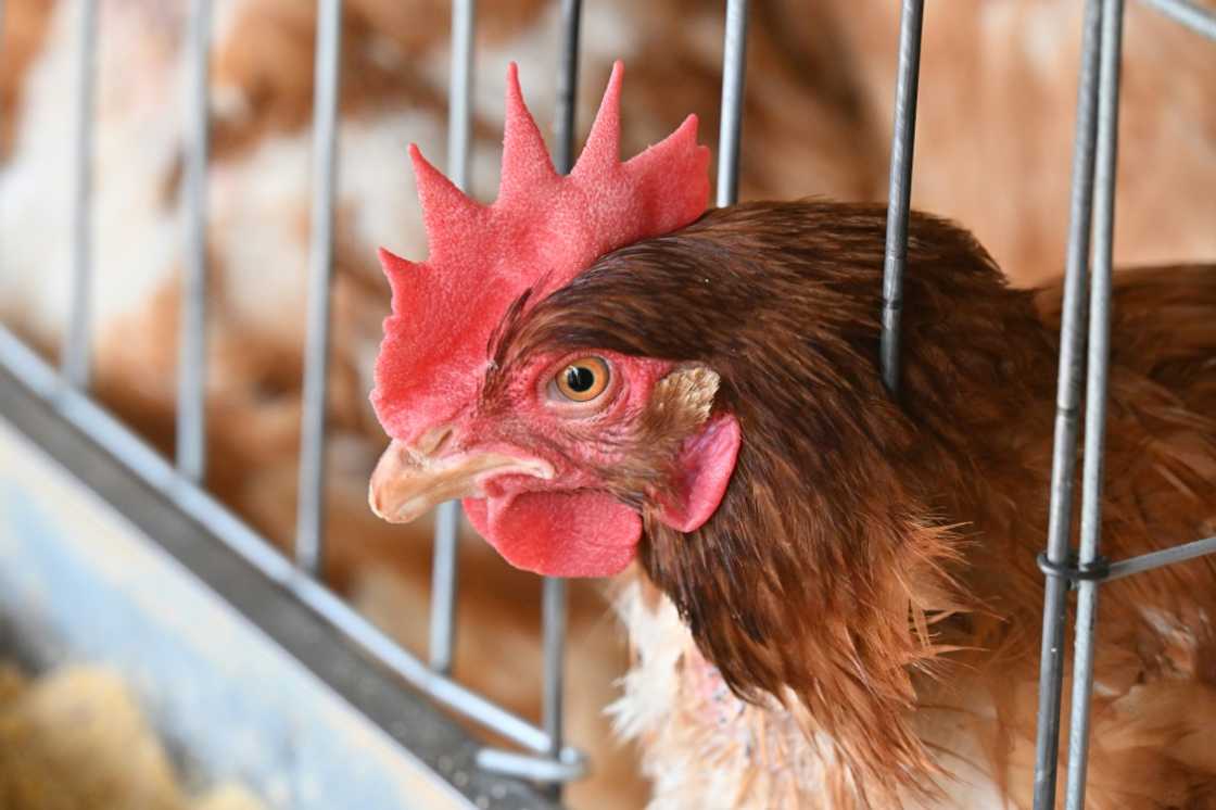 A chicken is pictured on a chicken shed in Cochabamba, Bolivia on October 30, 2024. Bolivia President Luis Arce on October 30, demanded an "immediate" end to more than two weeks of roadblocks set up by supporters of ex-president Evo Morales around the country. In an address to the nation Arce said there could be "no dialogue" unless the roadblocks were lifted, saying the pressure tactics used by Morales' supporters to try prevent his arrest on rape charges were "strangling" the economy.