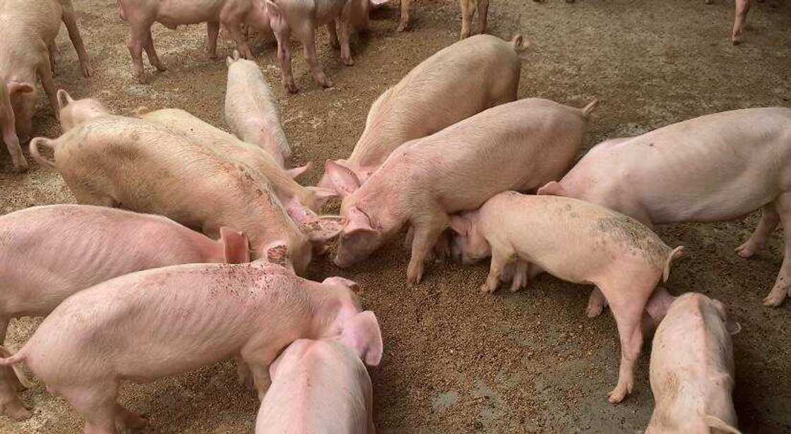 Farmpowernigeria Is Creating Investment Opportunities in the Pig Farming Business Farmpowernigeria Is Creating Investment Opportunities in the Pig Farming Business