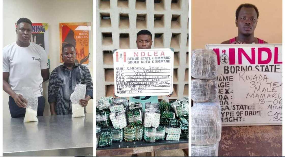 Yadda aka kama masu safarar kwaya Yadda aka kama masu safarar kwaya