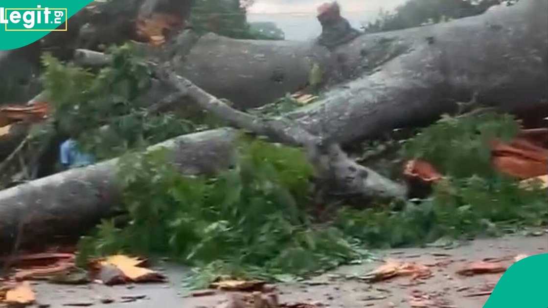 At least 18 lives are lost in Enugu State after a massive ancestral tree unexpectedly comes crashing down, leaving destruction in its wake.