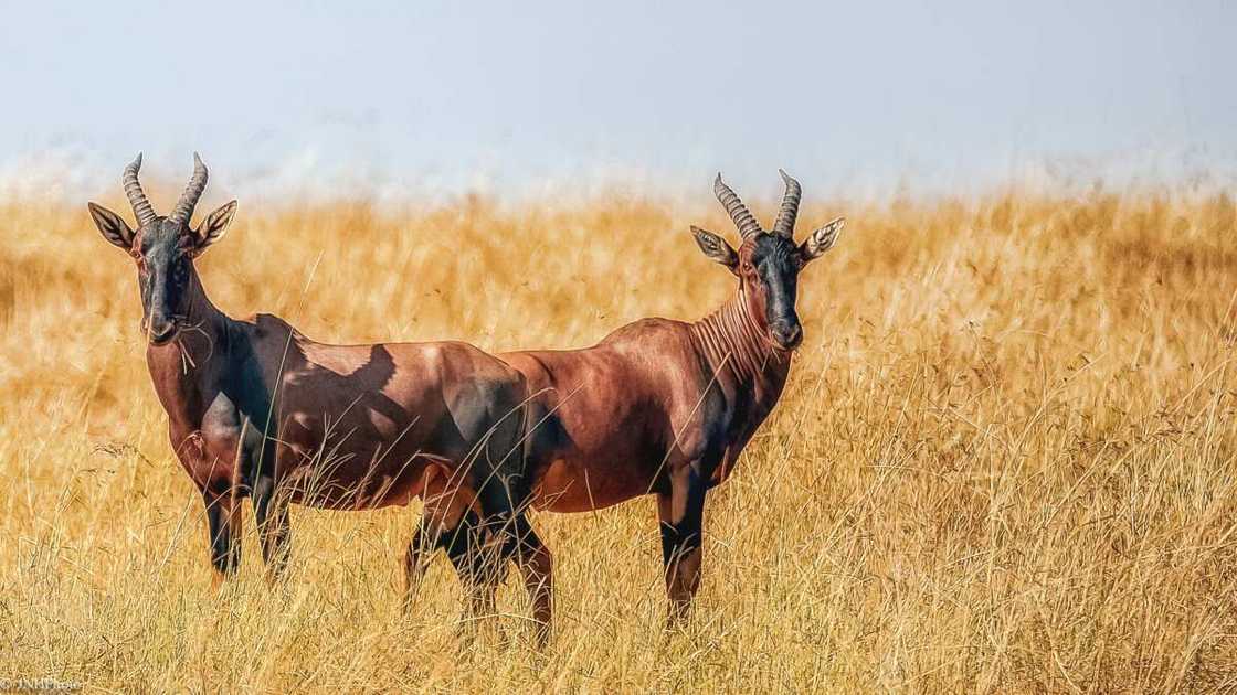 What is the rarest animal in Africa? What is the rarest animal in Africa?