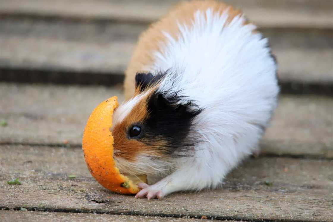 girl guinea pig names