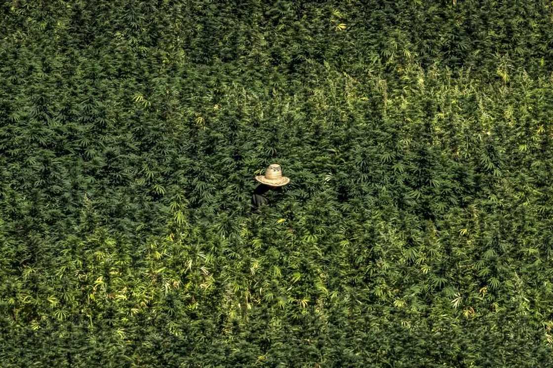 The marginalised region has long been a major source of illicit hashish smuggled to Europe while Moroccan authorities, wary of social unrest, have turned a blind eye The marginalised region has long been a major source of illicit hashish smuggled to Europe while Moroccan authorities, wary of social unrest, have turned a blind eye