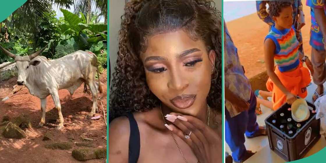 Lady shows cow her man brought for introduction. Lady shows cow her man brought for introduction.
