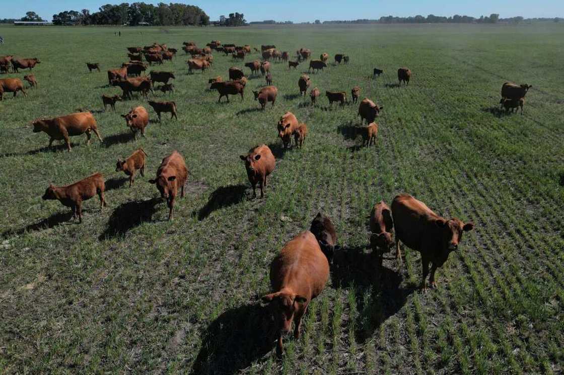 Argentine farmers are fed up with excessive government controls and taxes that have long choked the agricultural industry